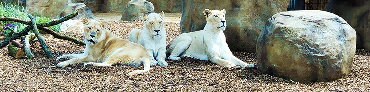 Paradise Wildlife Park